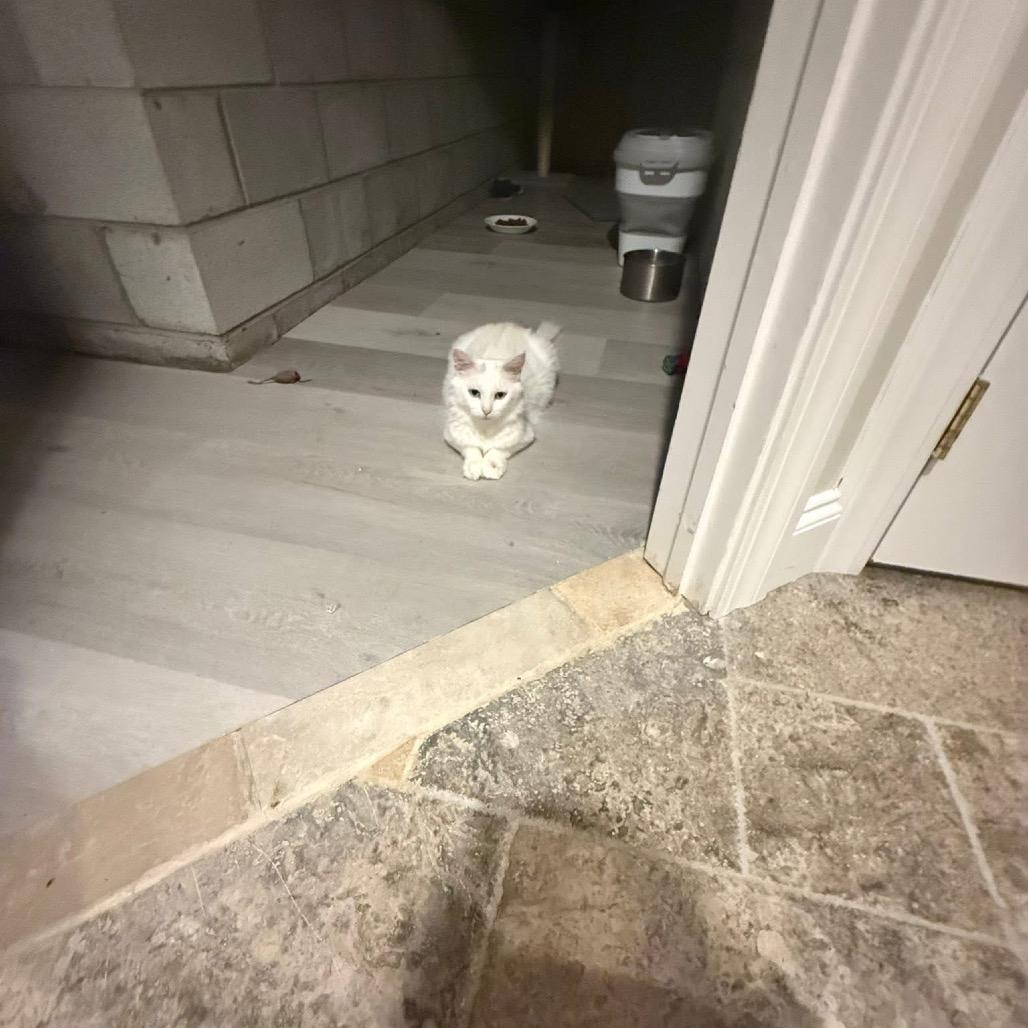 Duchess, Adoptable, Adult Female Domestic Long Hair.