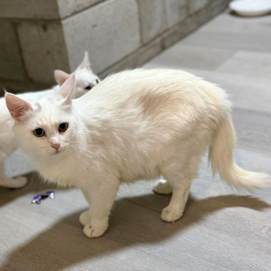 Enlarge Duchess, a Adoptable Domestic Long Hair in SLIPPERY ROCK, PA image 2/3