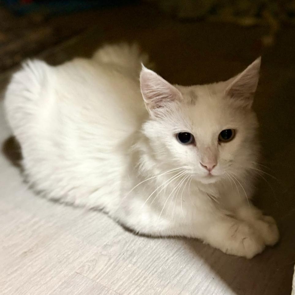 Enlarge Duchess, a Adoptable Domestic Long Hair in SLIPPERY ROCK, PA image 3/3