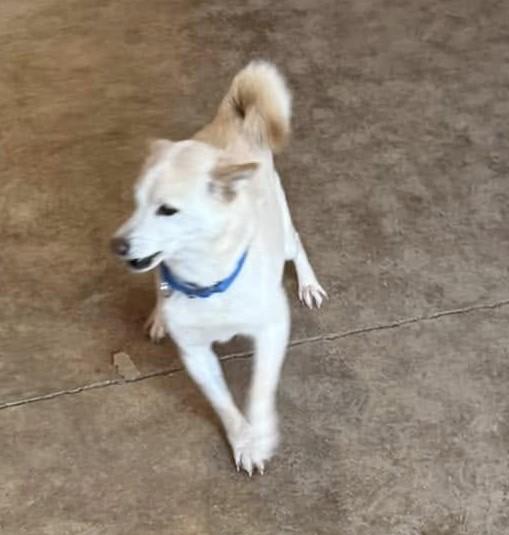 Tina, Adoptable, Adult Female Shiba Inu.