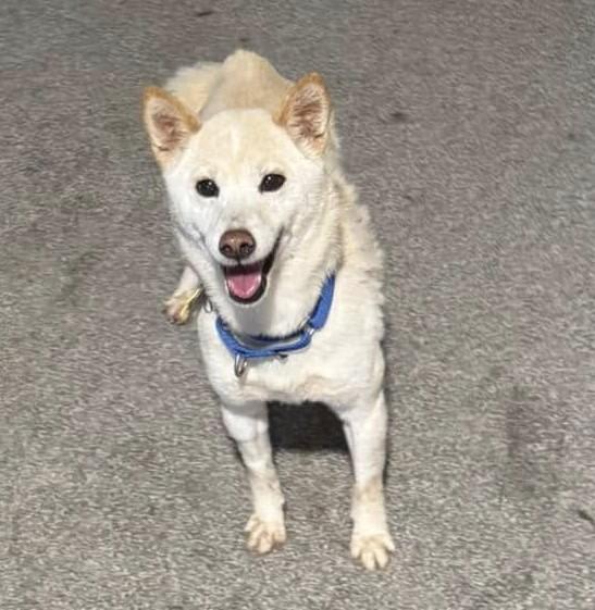 Tina, Adoptable, Adult Female Shiba Inu.