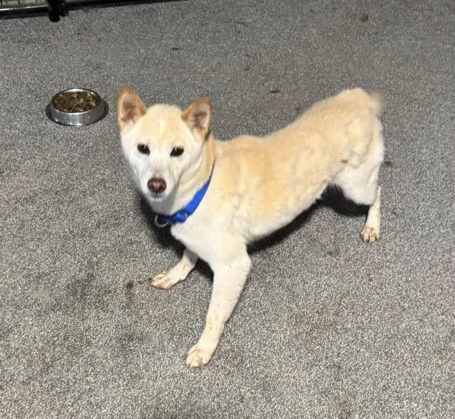 Tina, a Adoptable Shiba Inu in Jonesburg, MO image 3/4