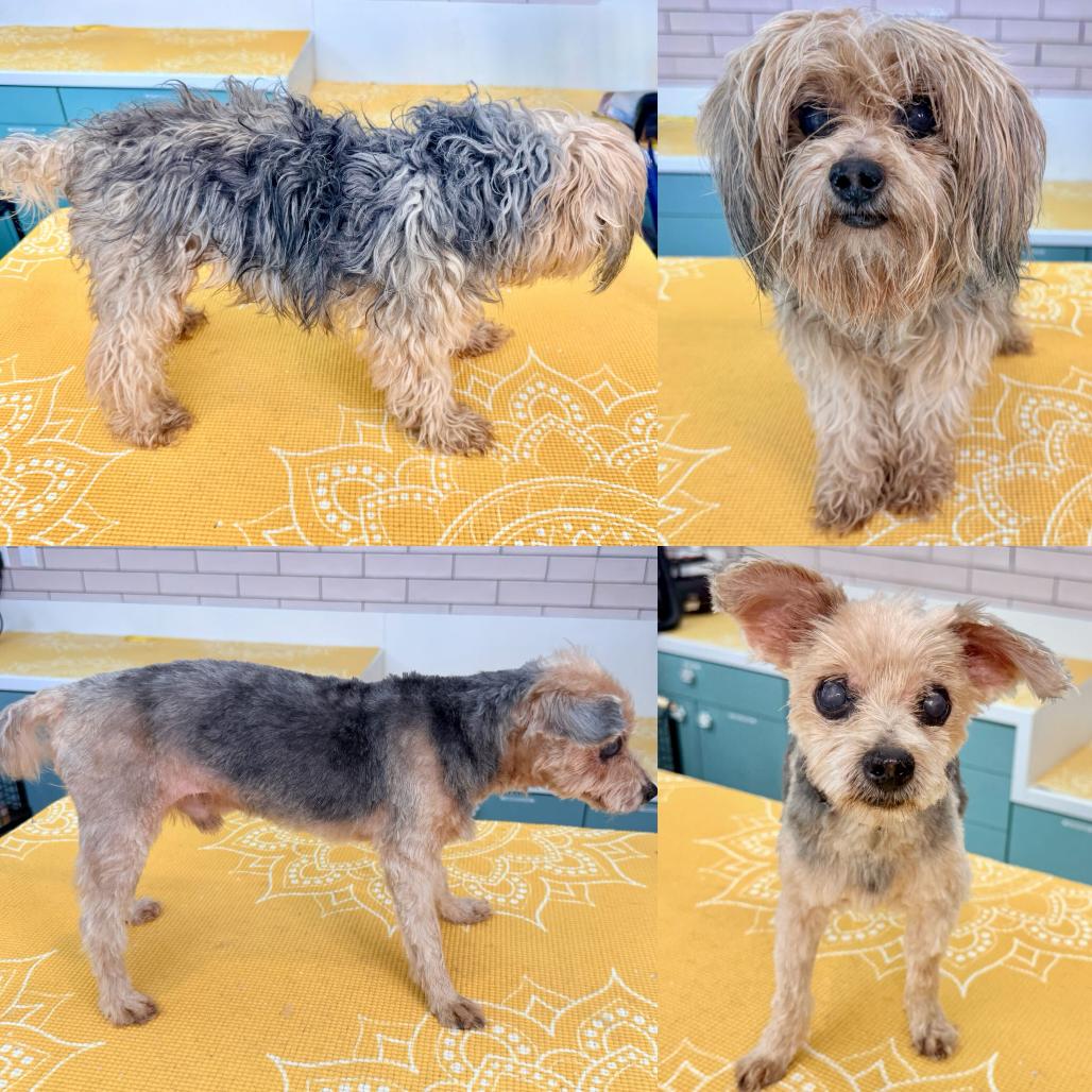 Enlarge Yoshi 13853, a Adoptable Yorkshire Terrier in San Francisco, CA image 1/6