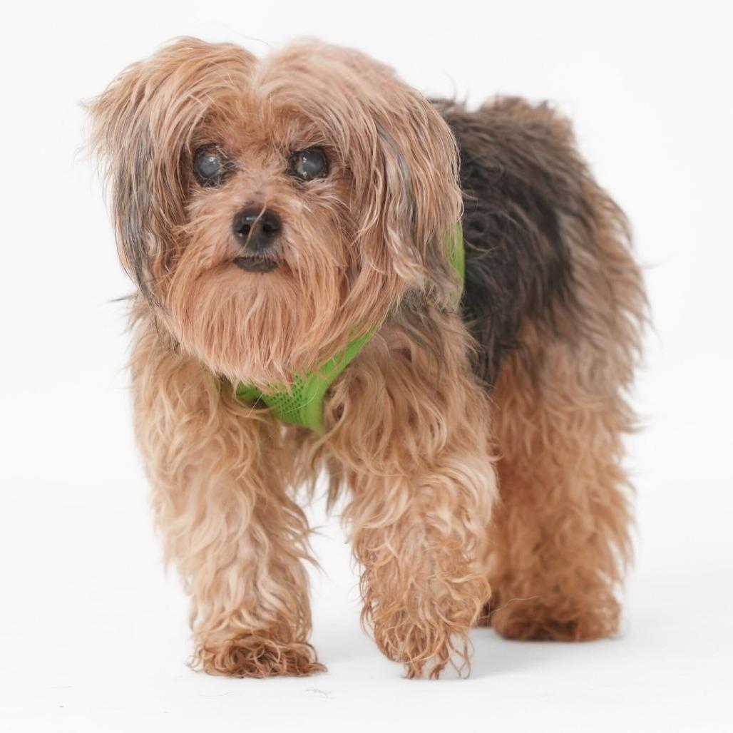 Enlarge Yoshi 13853, a Adoptable Yorkshire Terrier in San Francisco, CA image 2/6