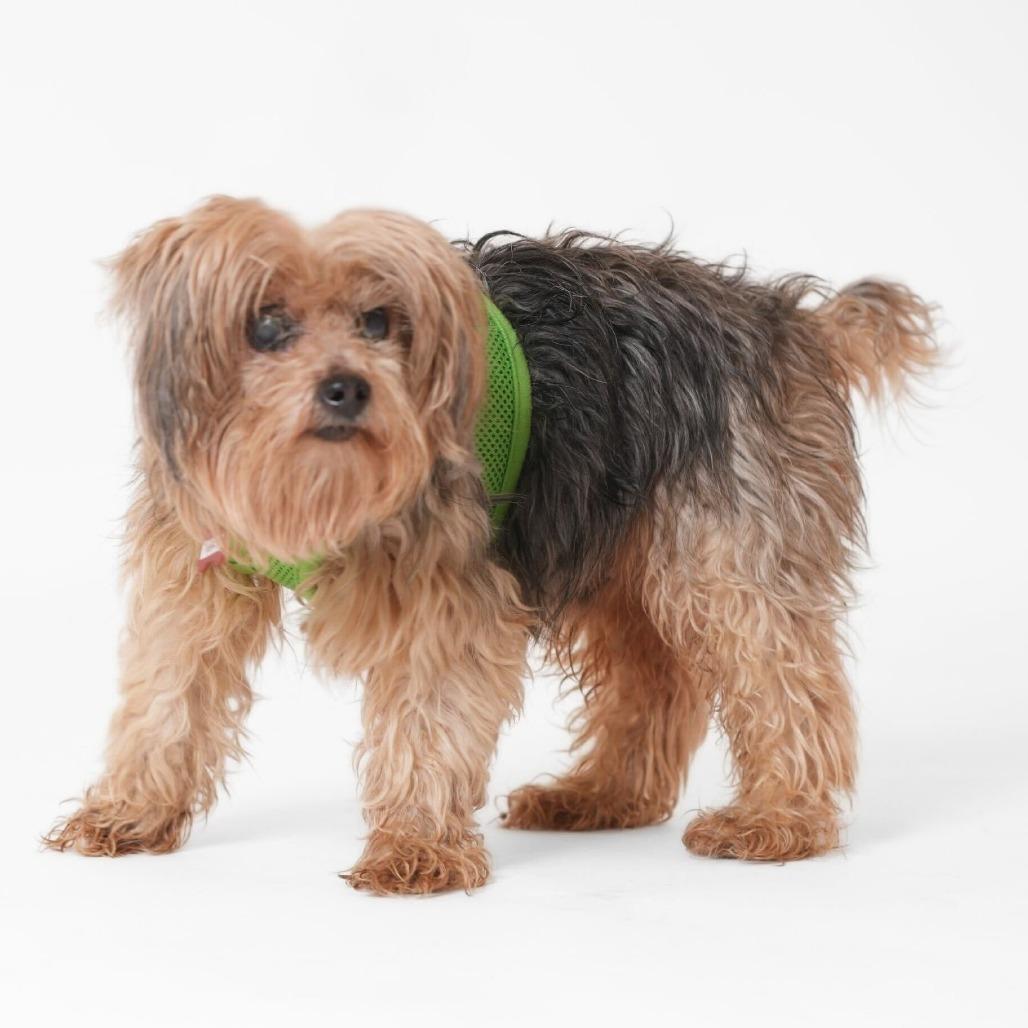 Enlarge Yoshi 13853, a Adoptable Yorkshire Terrier in San Francisco, CA image 3/6