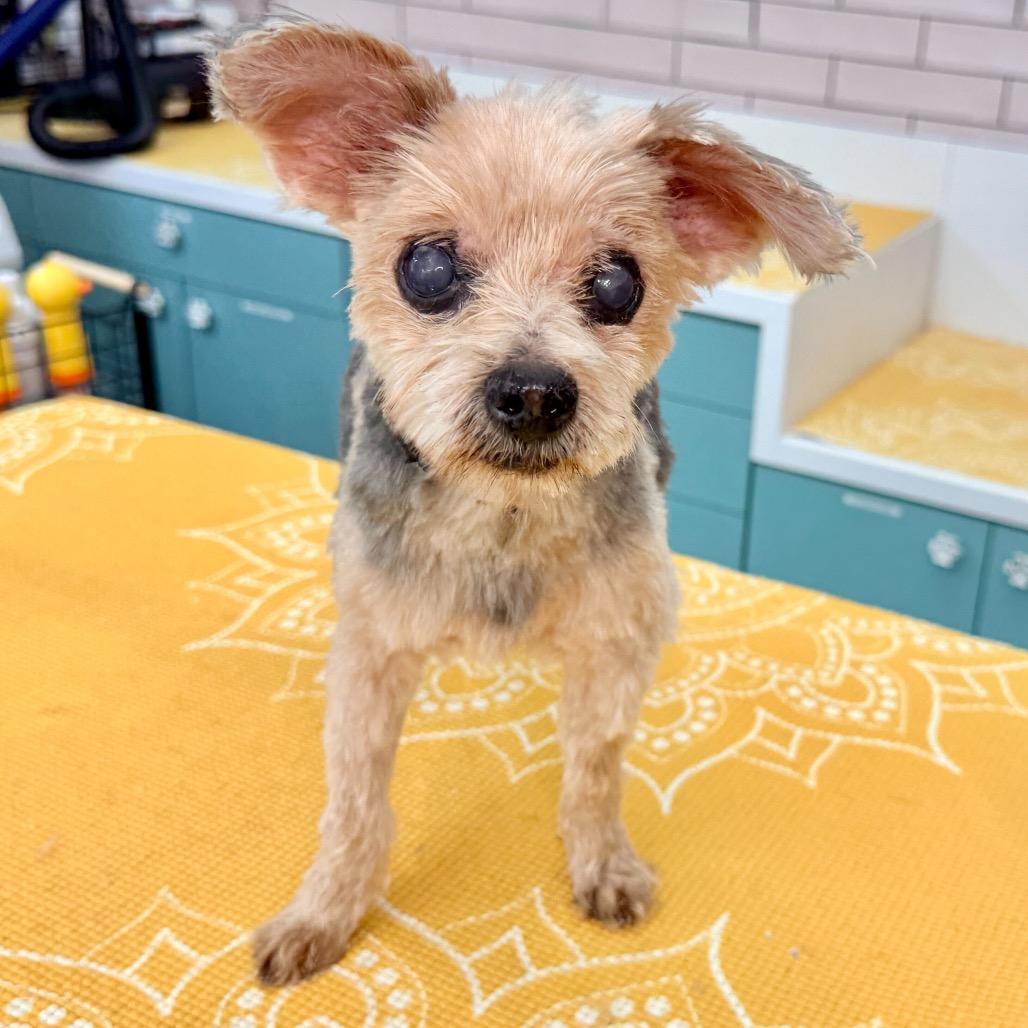 Enlarge Yoshi 13853, a Adoptable Yorkshire Terrier in San Francisco, CA image 4/6