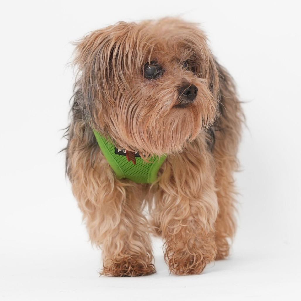 Enlarge Yoshi 13853, a Adoptable Yorkshire Terrier in San Francisco, CA image 5/6