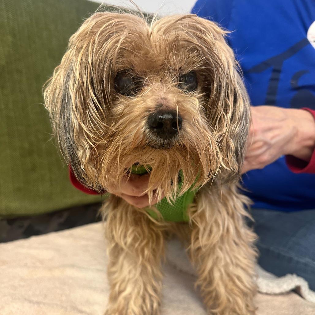 Enlarge Yoshi 13853, a Adoptable Yorkshire Terrier in San Francisco, CA image 6/6