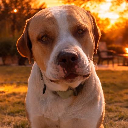 Hoss, a Adoptable mixed breed in Mount Pleasant, TX image 2/6