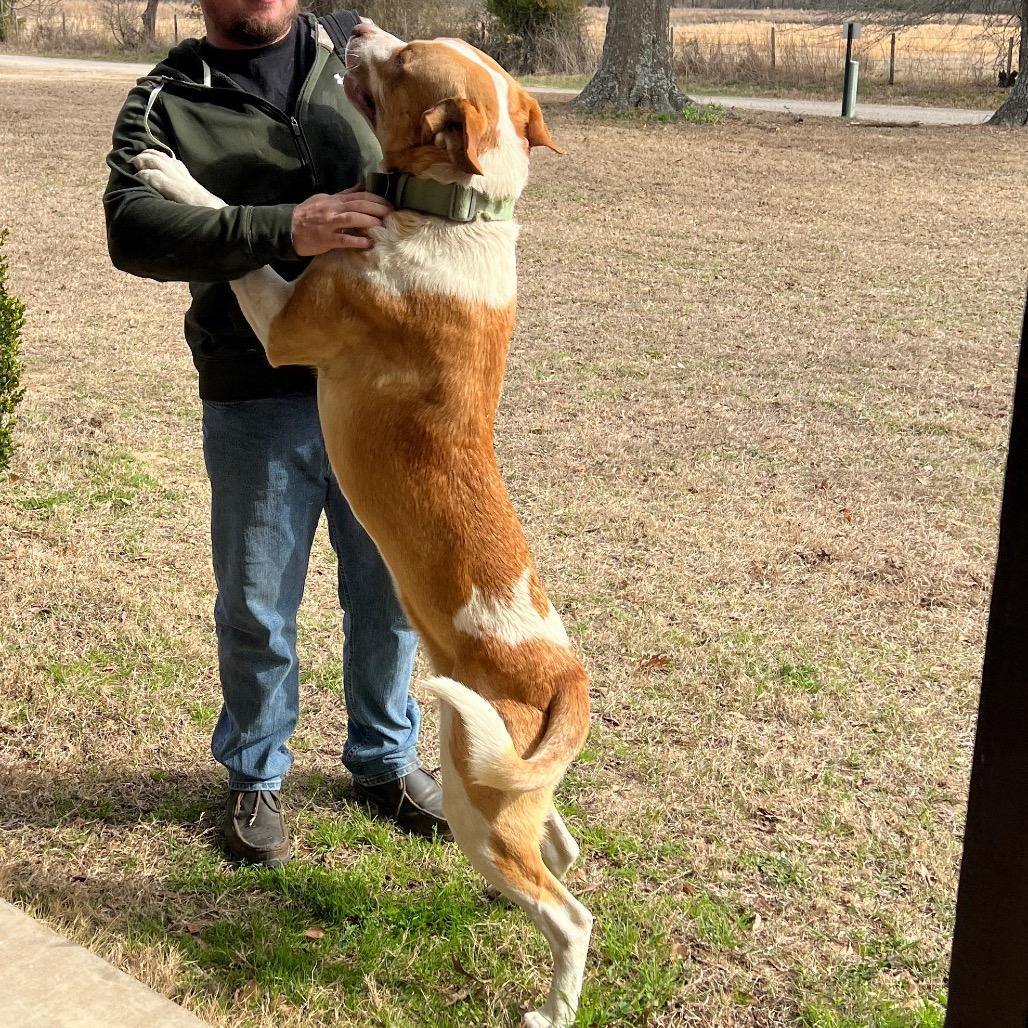 Hoss, a Adoptable mixed breed in Mount Pleasant, TX image 3/6