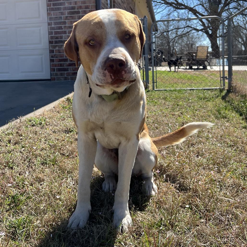 Hoss, Adoptable, Adult Male American Staffordshire Terrier.