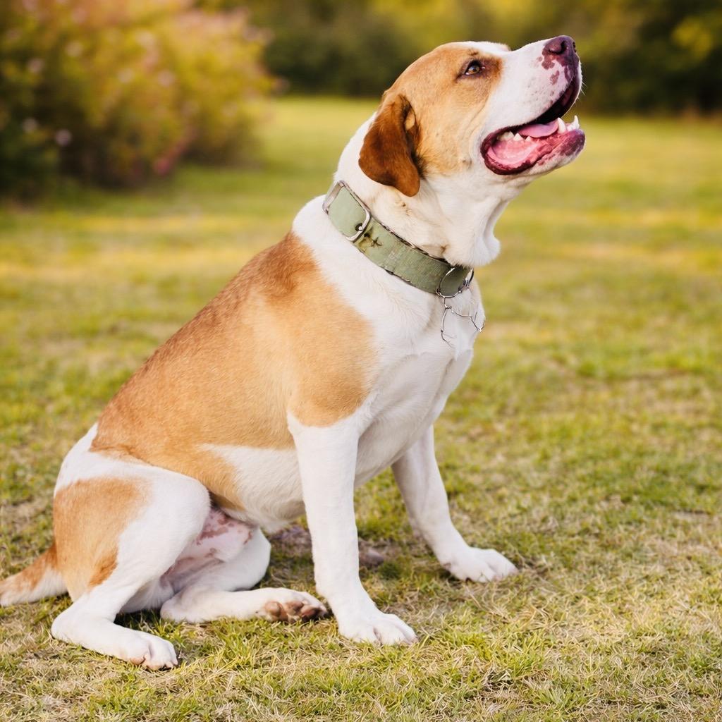 Hoss, a Adoptable mixed breed in Mount Pleasant, TX image 4/6