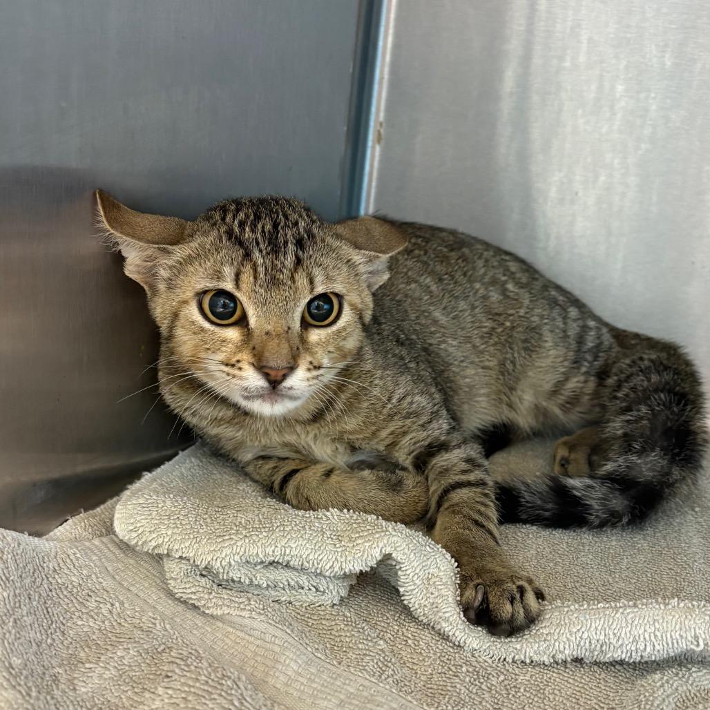 Blaise, Adoptable, Young Male Domestic Short Hair.