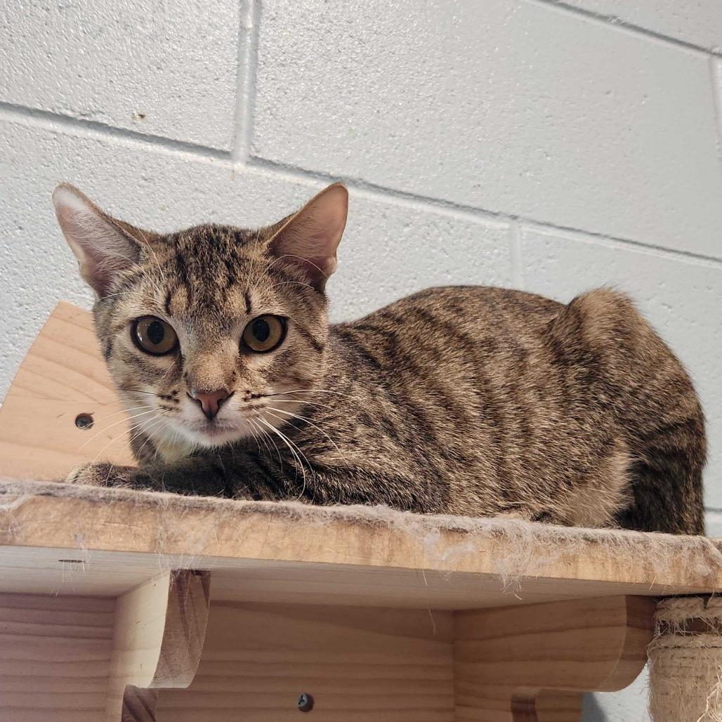 Enlarge Blaise, a Adoptable Domestic Short Hair in Englewood, FL image 2/2