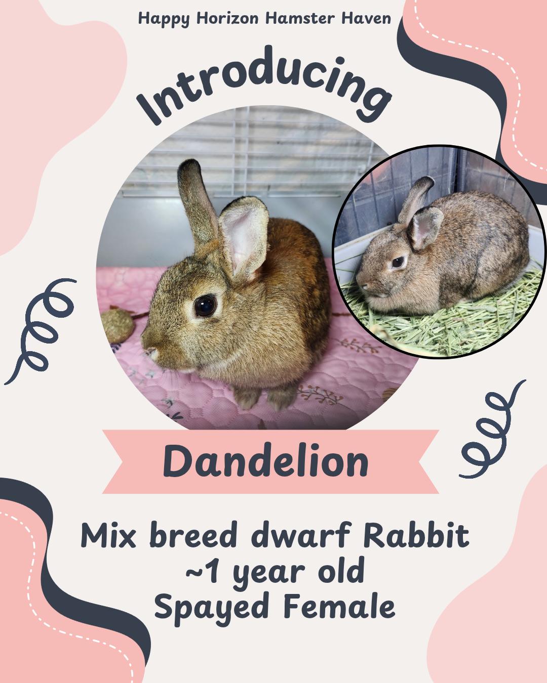Enlarge Dandelion , an adopted mixed breed in West Chester, OH image 1/1