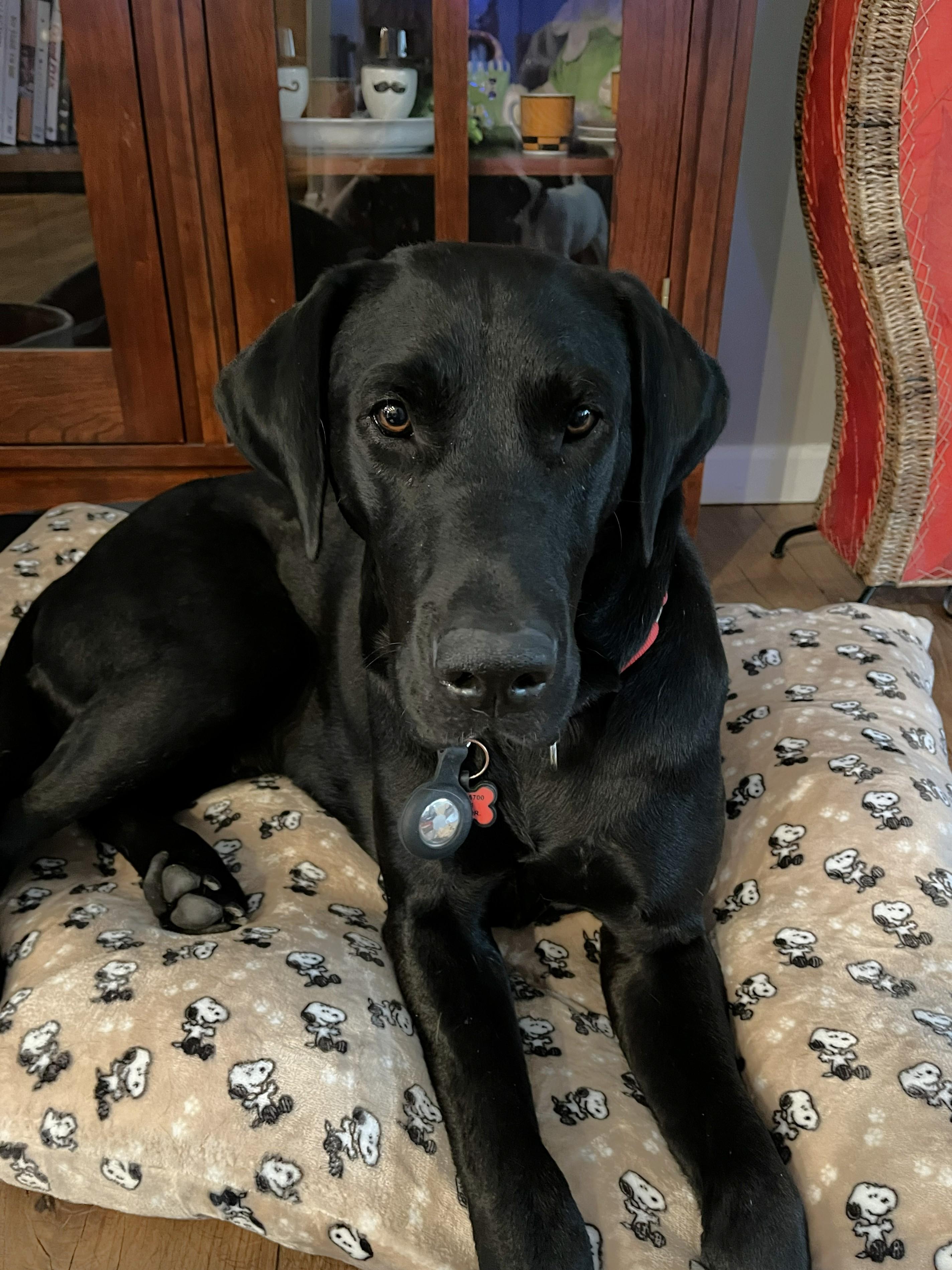 Susie Q, Adoptable, Adult Female Black Labrador Retriever & Great Dane.