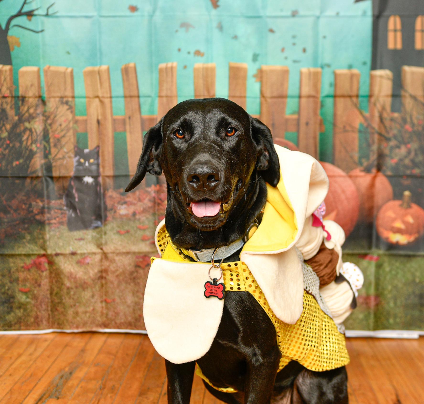 Enlarge Susie Q, a Adoptable mixed breed in Elk, WA image 2/5