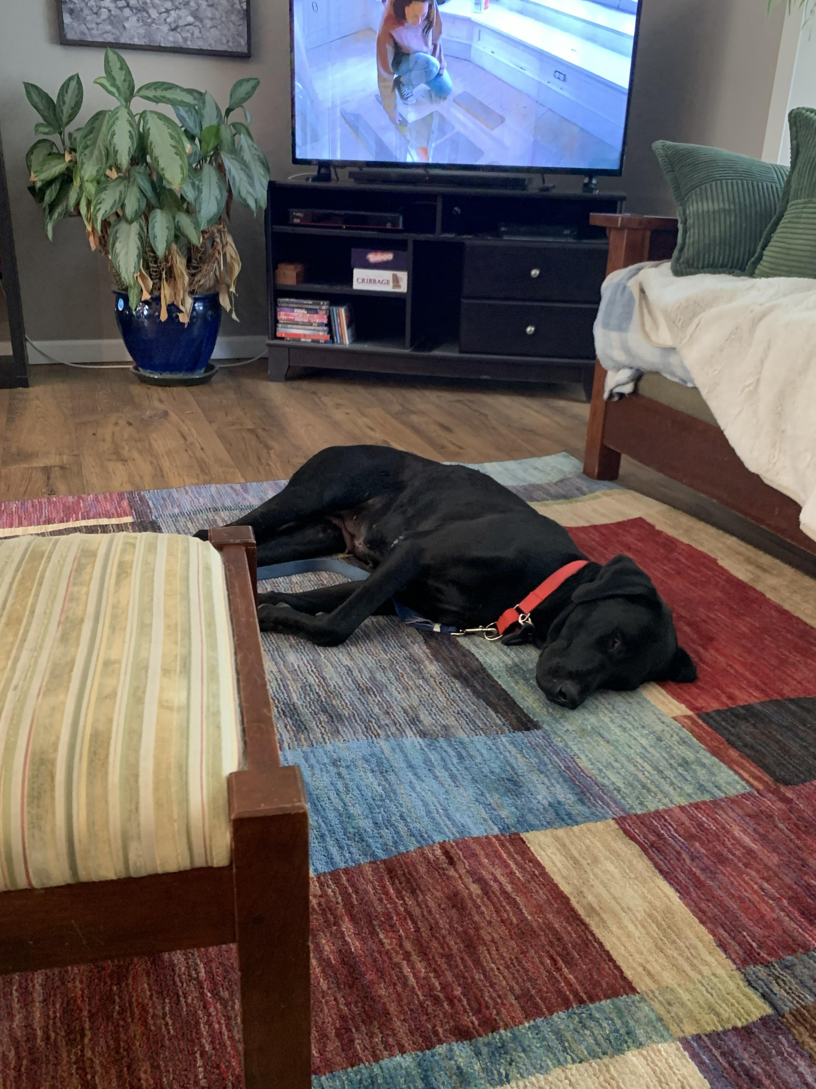 Susie Q, Adoptable, Adult Female Black Labrador Retriever & Great Dane.