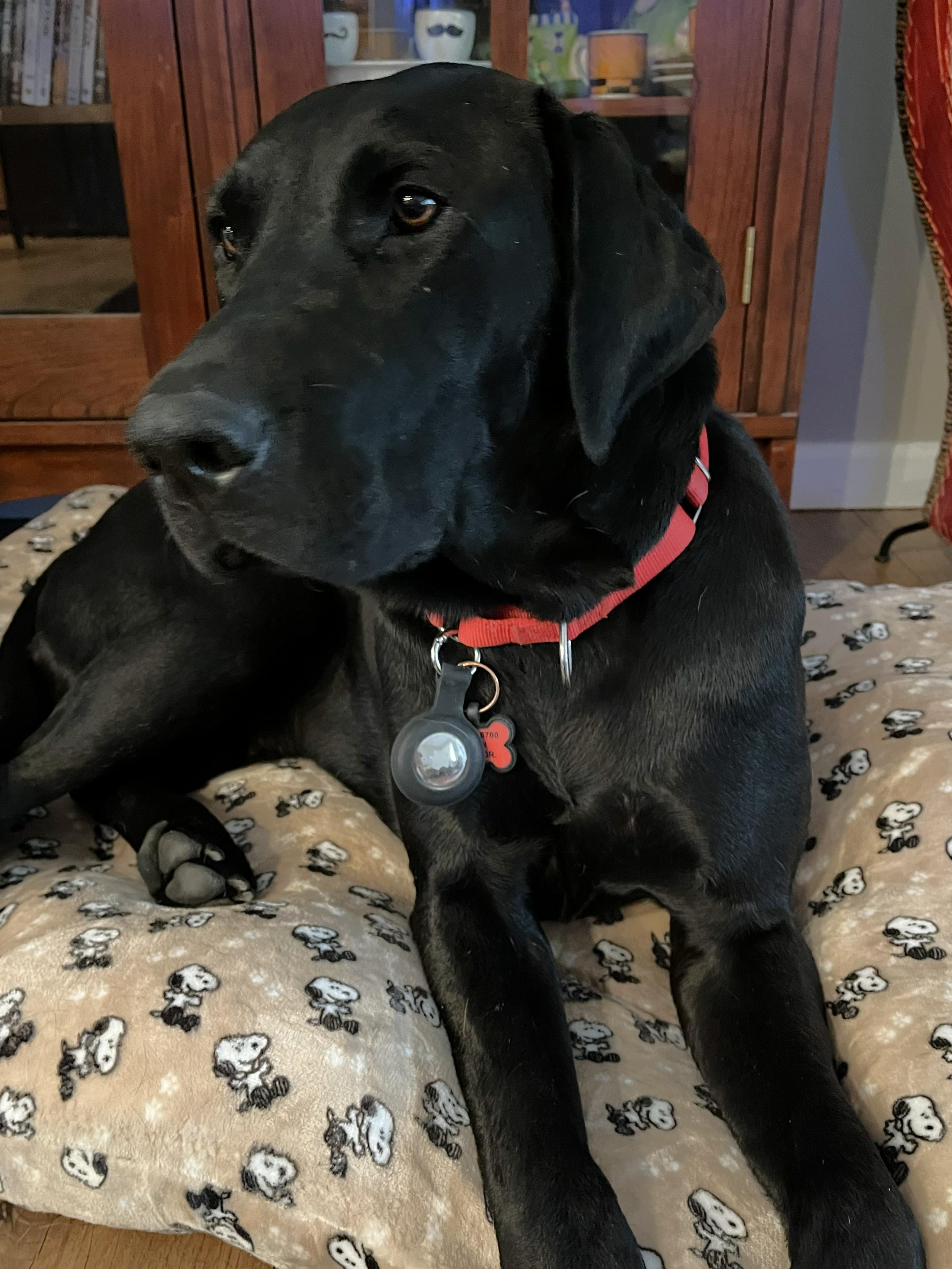 Enlarge Susie Q, a Adoptable mixed breed in Elk, WA image 4/5