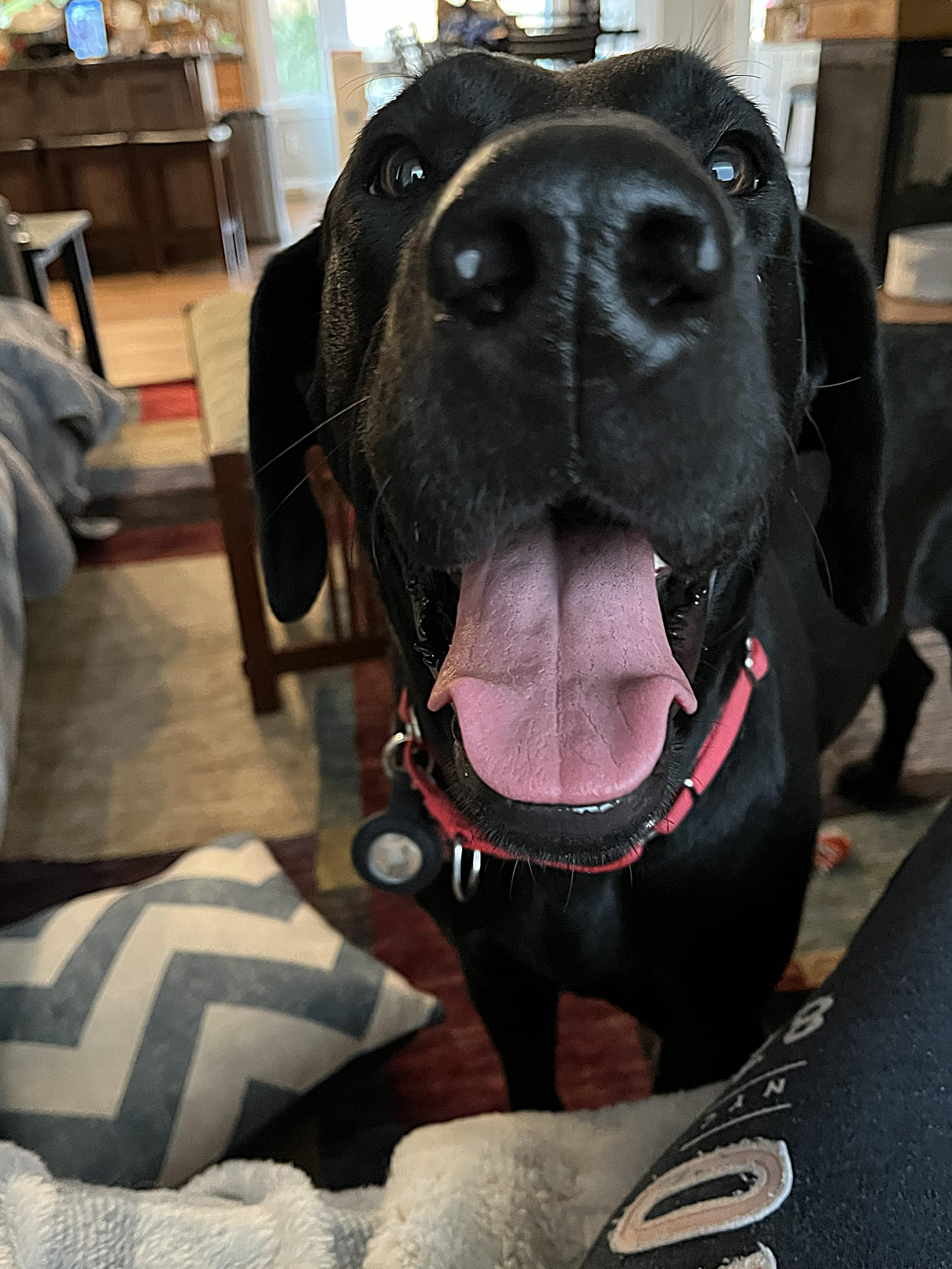 Enlarge Susie Q, a Adoptable mixed breed in Elk, WA image 5/5