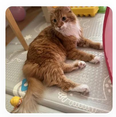 Chuck Norris, a Adoptable Domestic Long Hair in Royal Oak, MI image 1/3