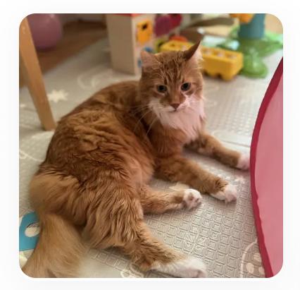 Chuck Norris, a Adoptable Domestic Long Hair in Royal Oak, MI image 2/3