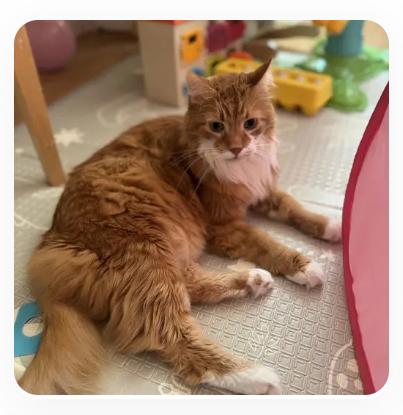 Chuck Norris, a Adoptable Domestic Long Hair in Royal Oak, MI image 3/3