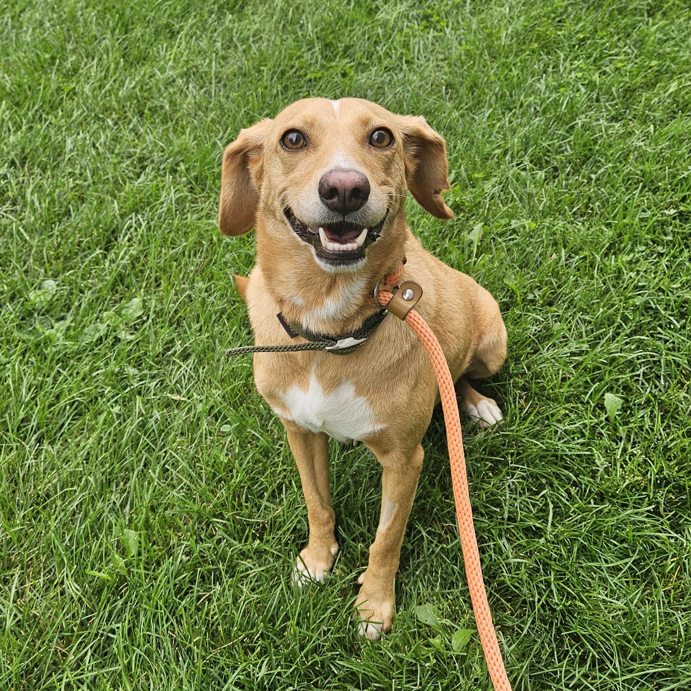 Enlarge Honey, a Adopted mixed breed in Aurora, ON image 3/6