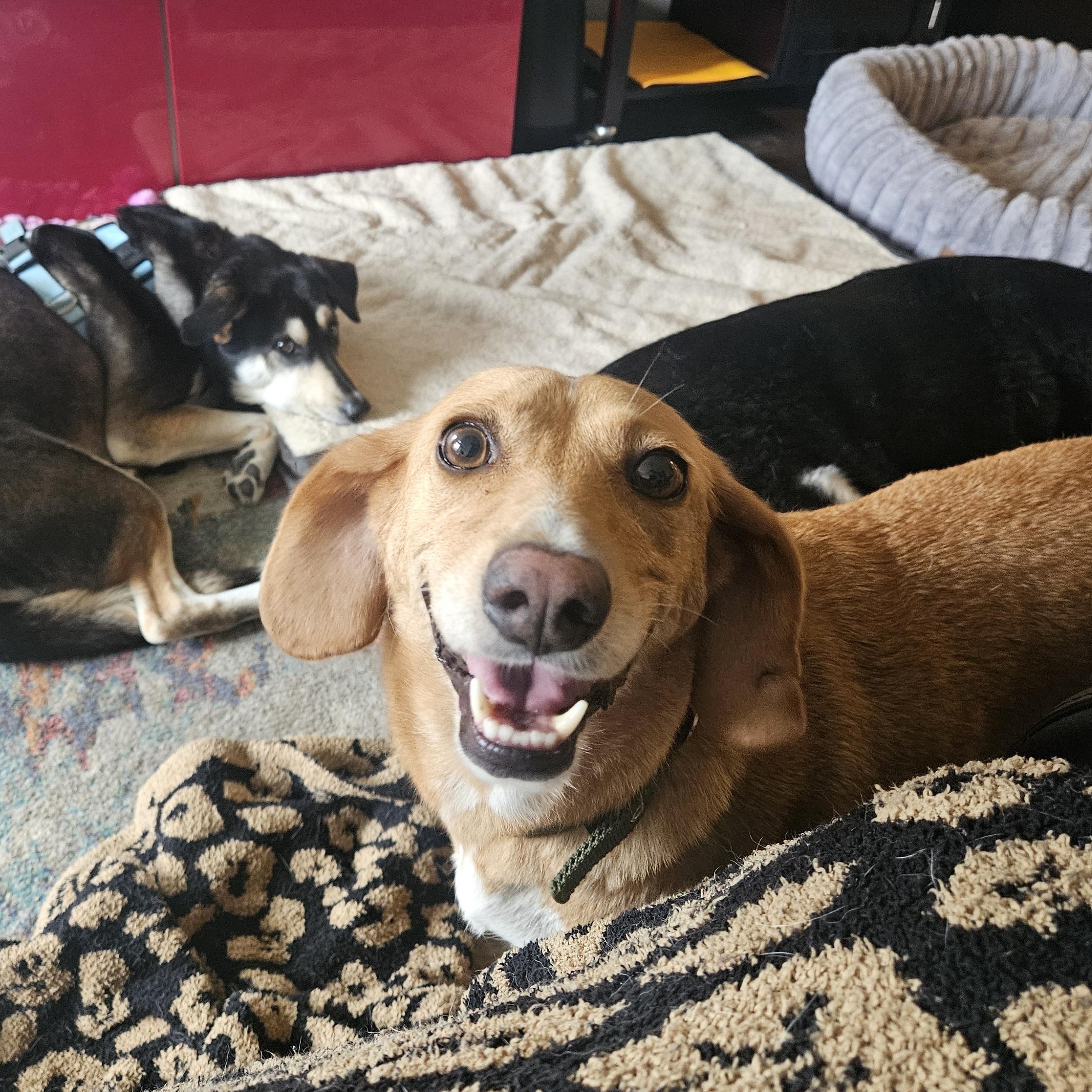Enlarge Honey, a Adopted mixed breed in Aurora, ON image 2/6