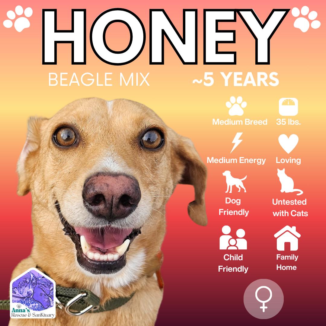 Honey, Adopted, Adult Female Beagle & Hound.