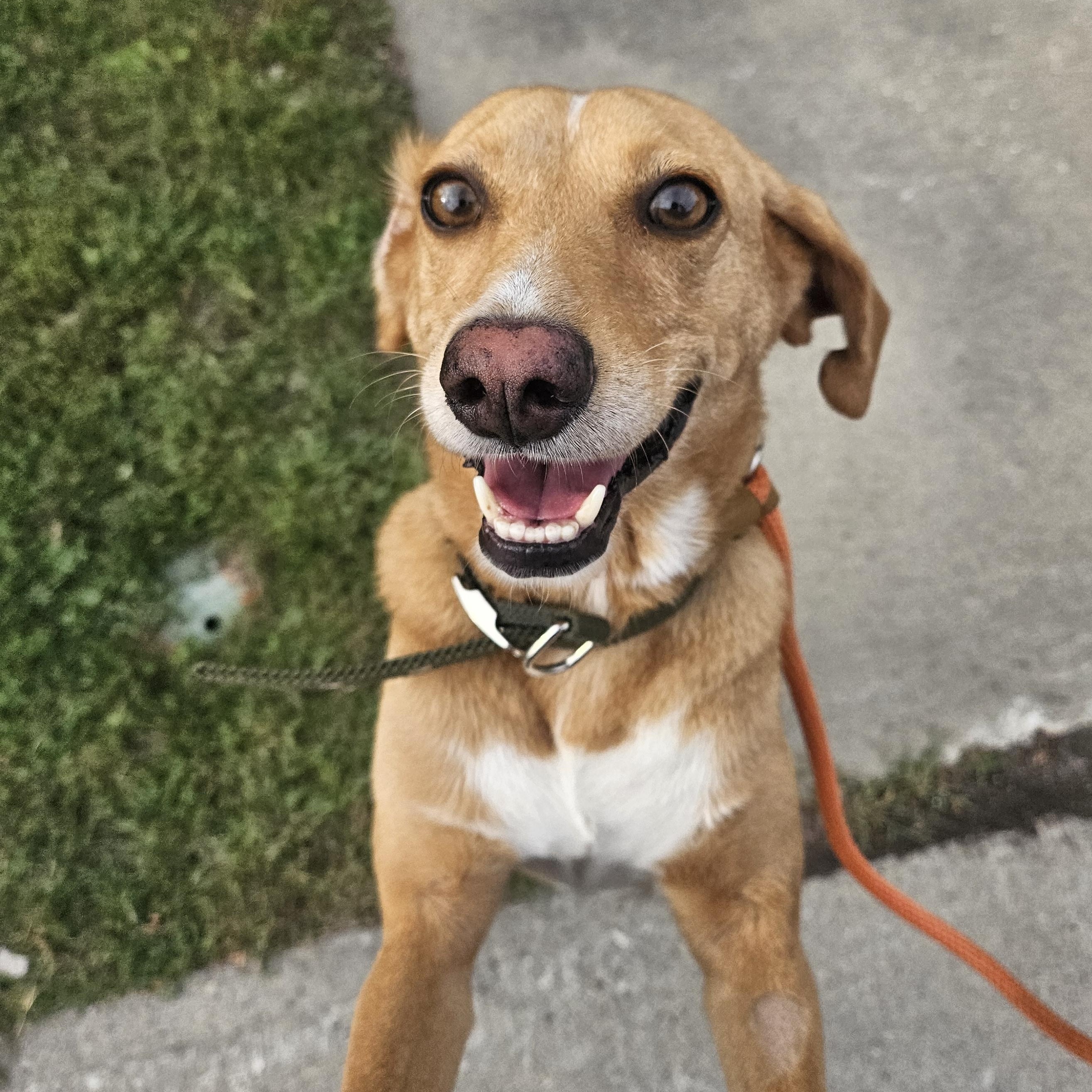 Enlarge Honey, a Adopted mixed breed in Aurora, ON image 4/6