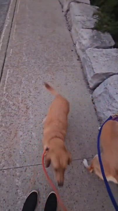 Enlarge Honey, a Adopted mixed breed in Aurora, ON video 6/6