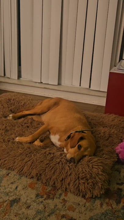 Enlarge Honey, a Adopted mixed breed in Aurora, ON video 5/6