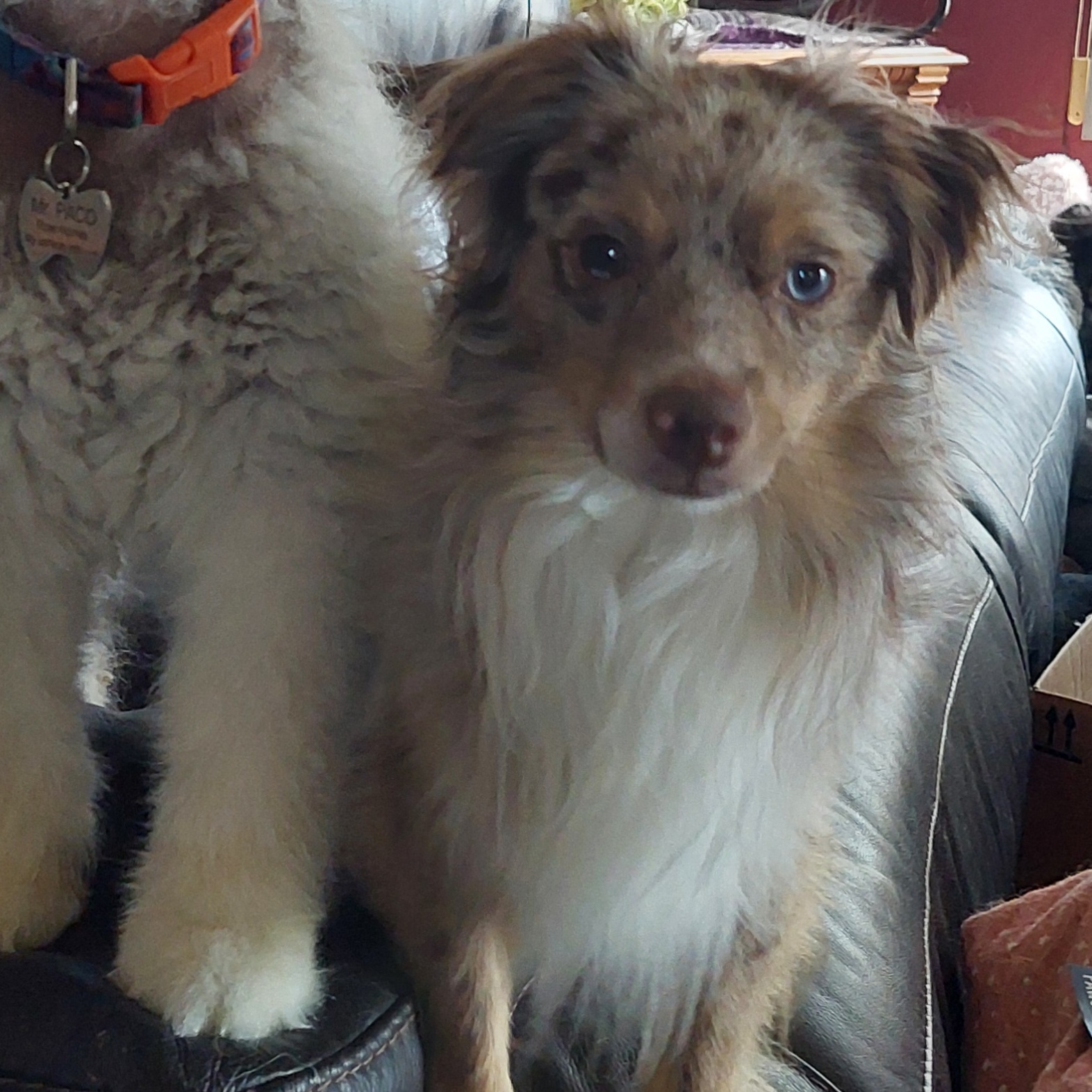 Enlarge Bear, a Adopted Australian Shepherd in Mount Royal, NJ image 1/5