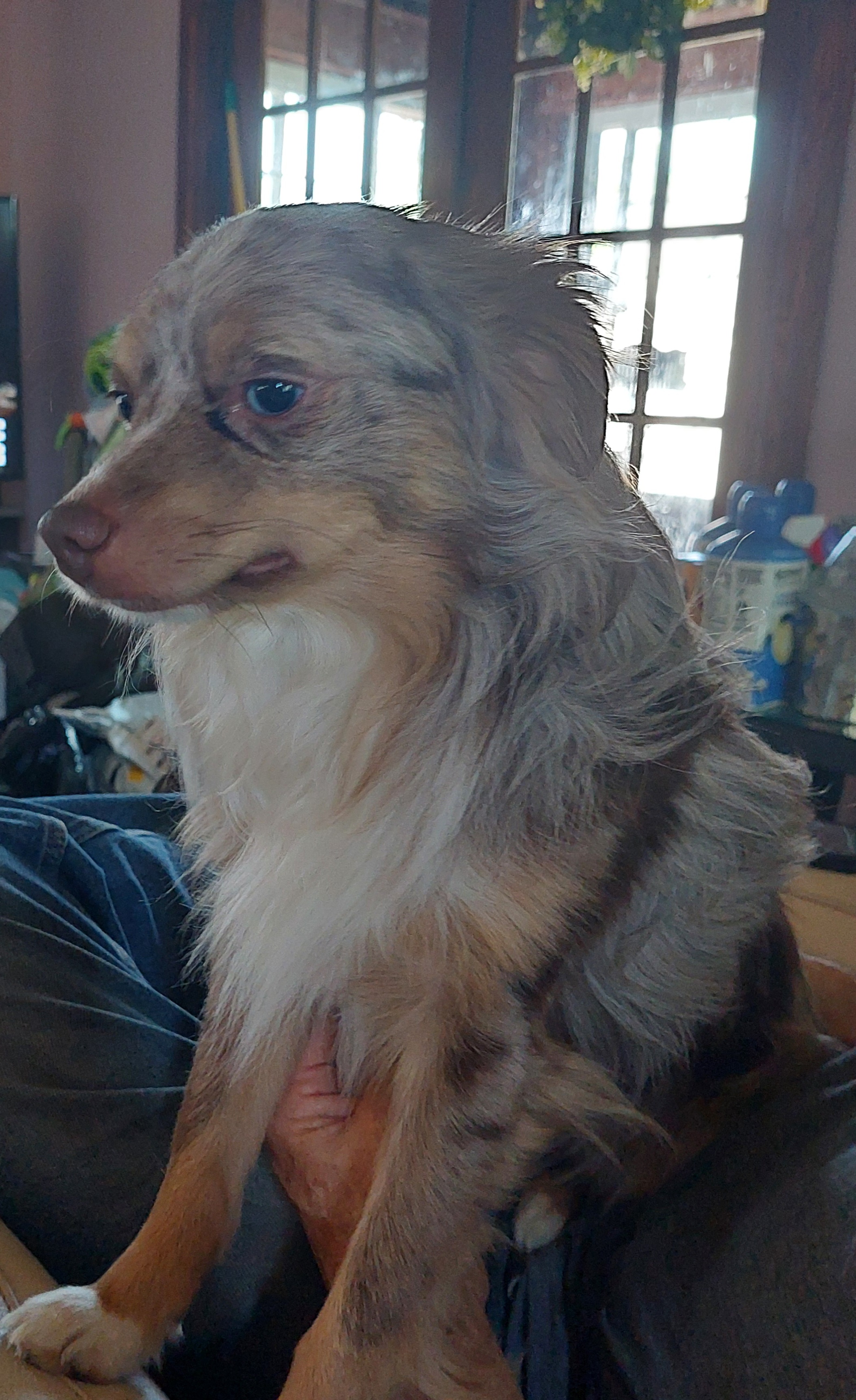 Bear, Adopted, Young Male Australian Shepherd.