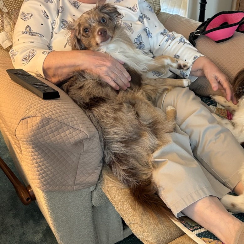 Enlarge Bear, a Adopted Australian Shepherd in Mount Royal, NJ image 3/5