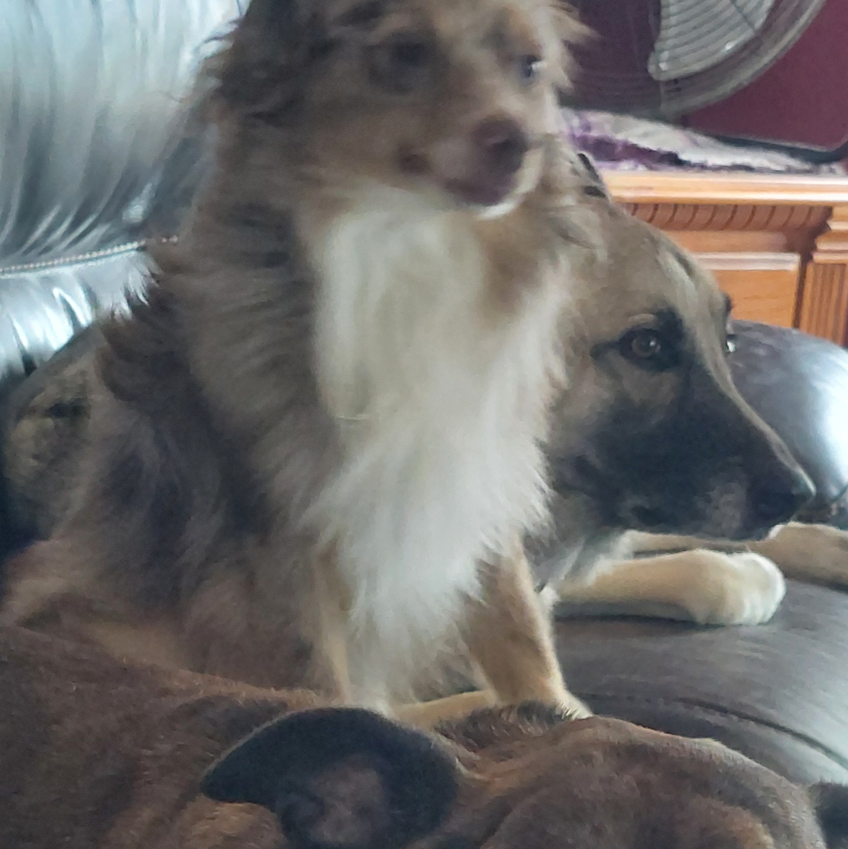 Enlarge Bear, a Adopted Australian Shepherd in Mount Royal, NJ image 4/5