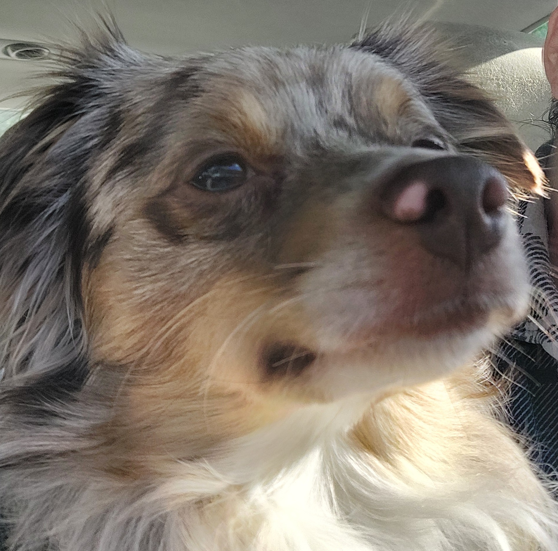 Enlarge Bear, a Adopted Australian Shepherd in Mount Royal, NJ image 5/5