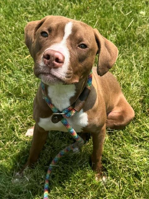 BISCAYNE, Adoptable, Young Male Pit Bull Terrier.