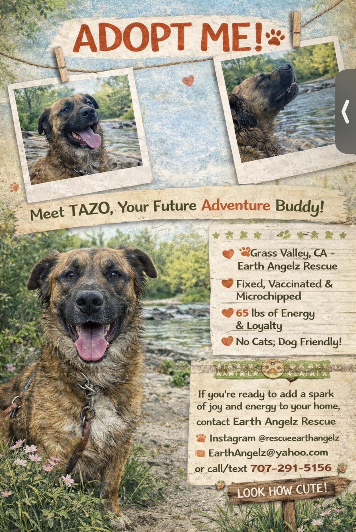 Enlarge Courtest Listing- Tazo, a ADOPTABLE mixed breed in Grass Valley, CA image 1/1