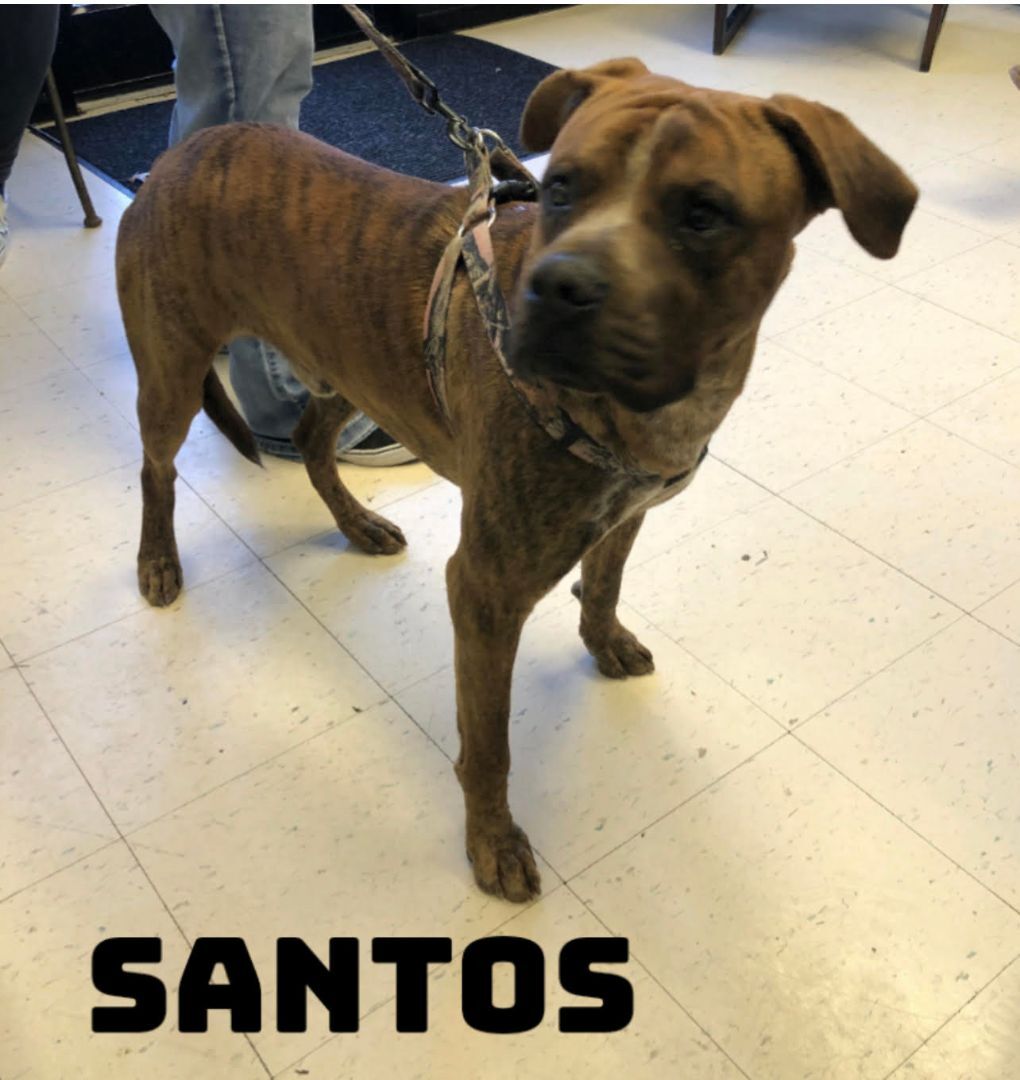 Santos, a Adoptable mixed breed in Dyersburg, TN image 2/6