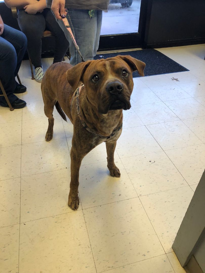 Santos, a Adoptable mixed breed in Dyersburg, TN image 3/6