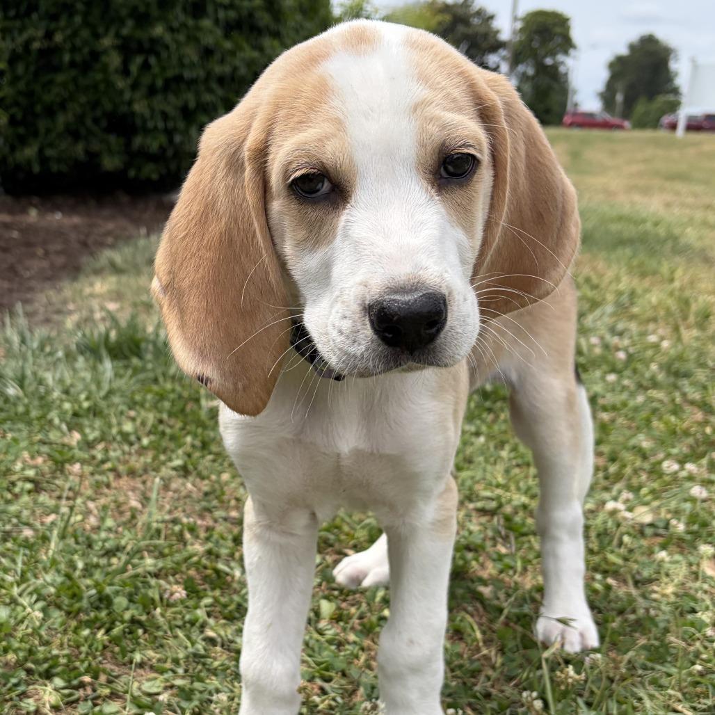 Enlarge Willoughby, a Adoptable Hound in Chesapeake, VA image 1/2