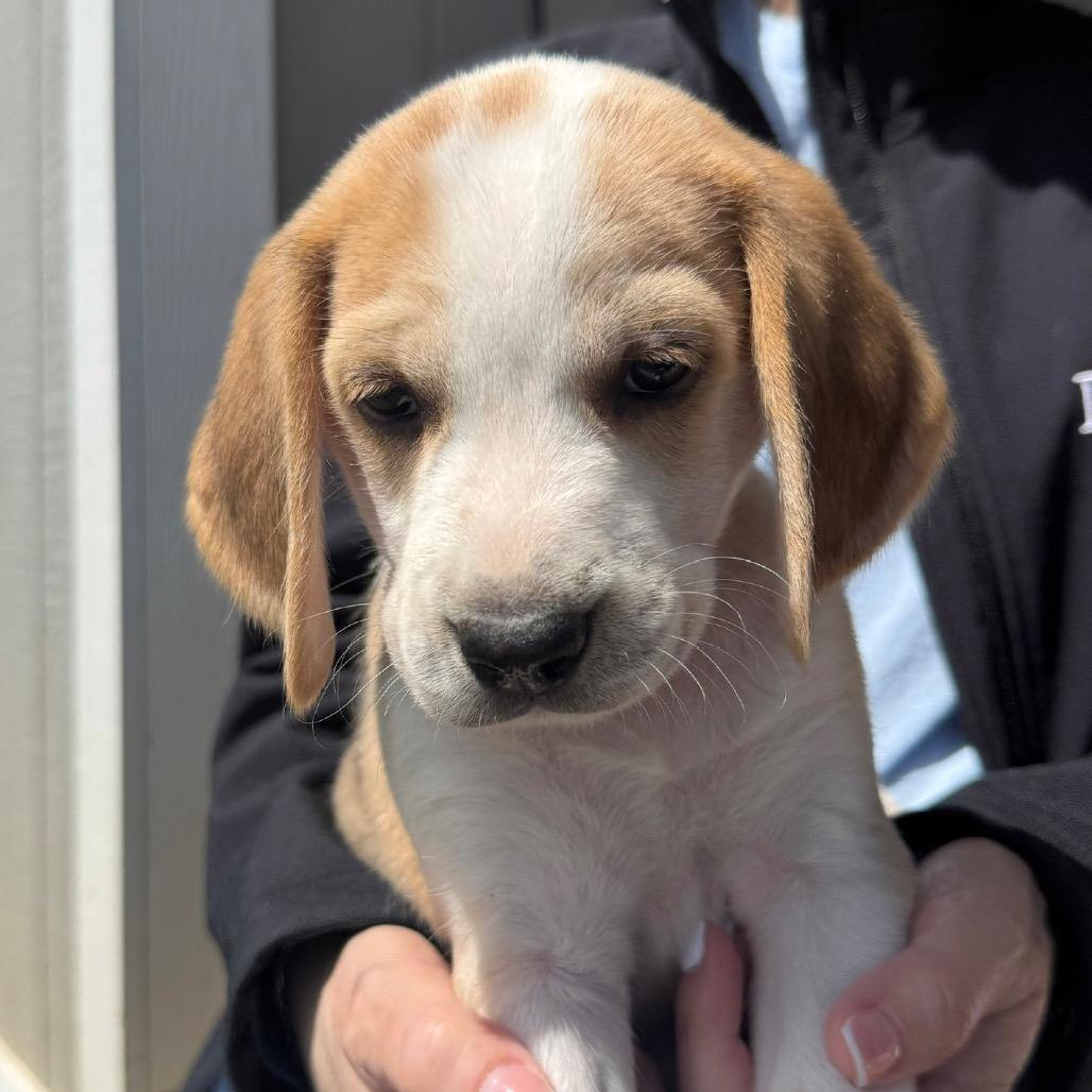 Enlarge Willoughby, a Adoptable Hound in Chesapeake, VA image 2/2