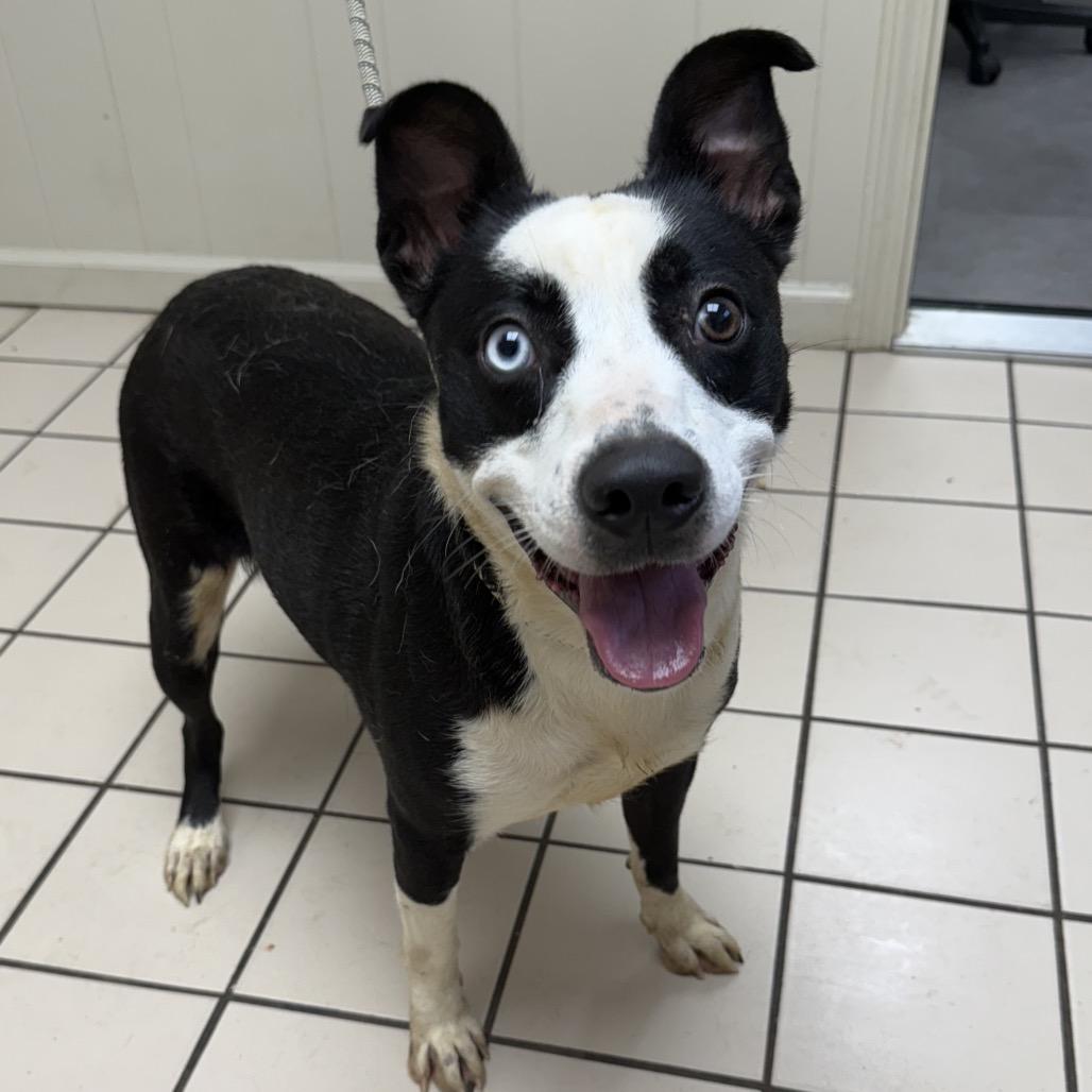 Bamboo — thumbnail 2