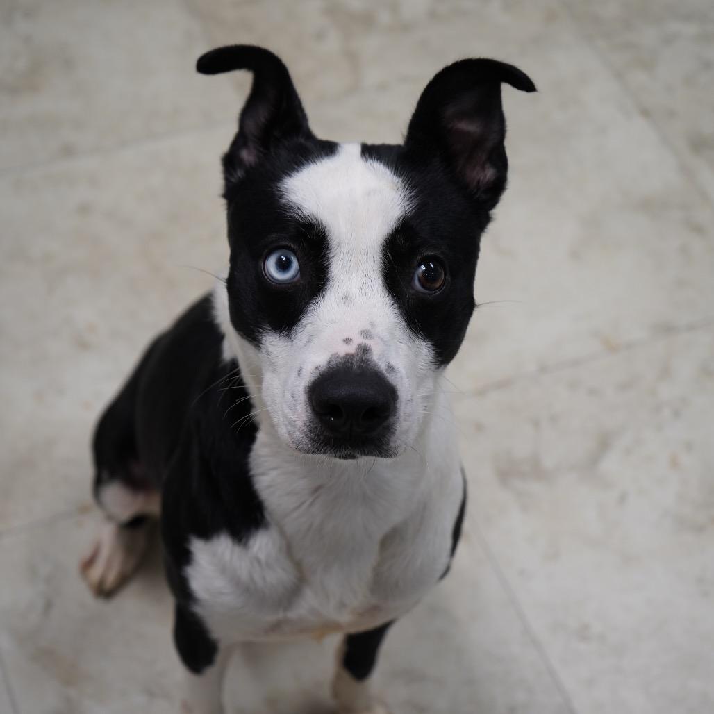 Bamboo — thumbnail 3