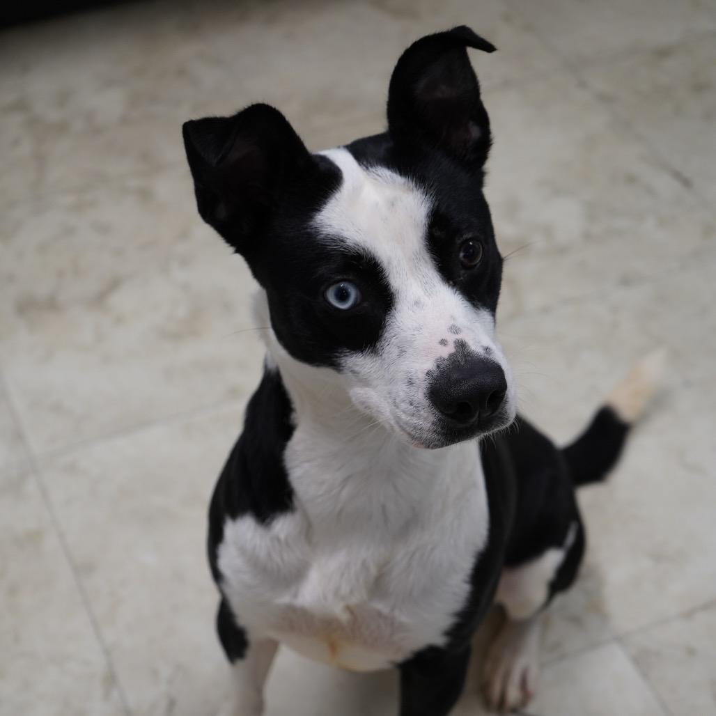 Bamboo — thumbnail 4