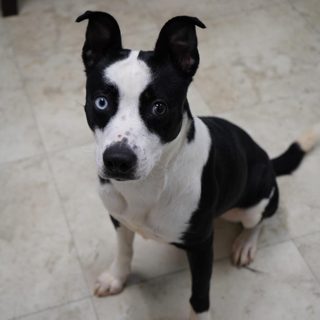 Bamboo — thumbnail 5