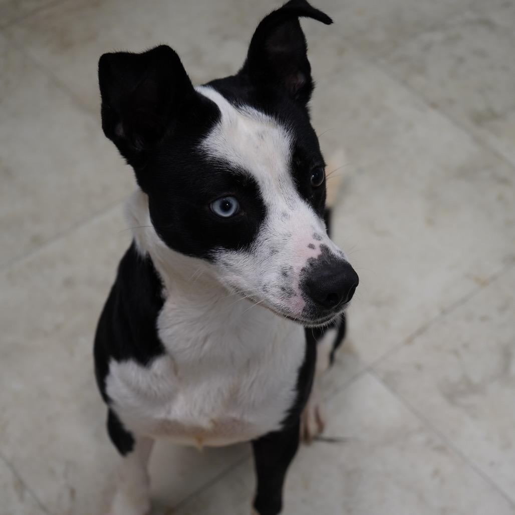 Bamboo — thumbnail 6