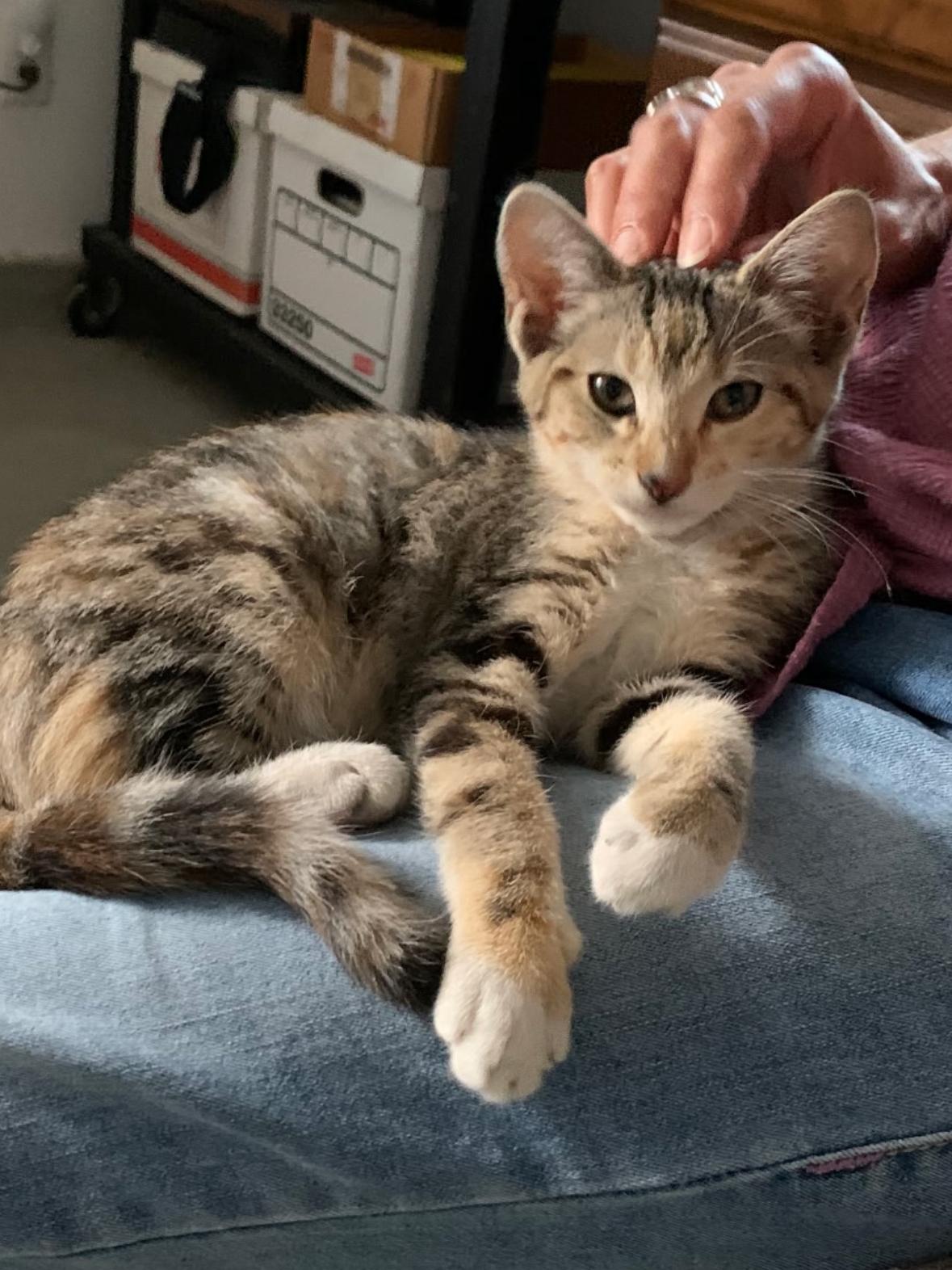 Enlarge DD, a Adoptable Domestic Short Hair in Mission Viejo, CA image 1/1